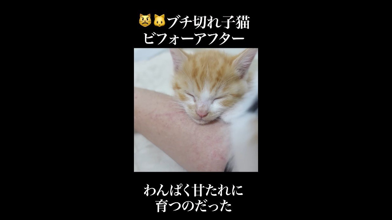 わんぱく甘たれに