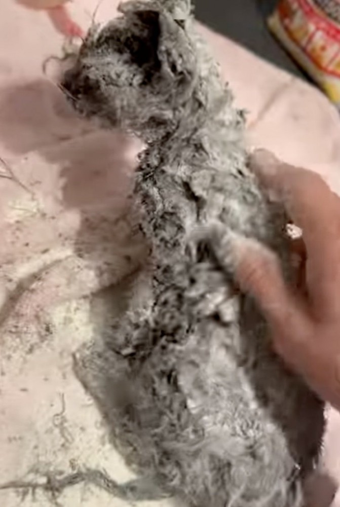 小麦粉を全身にかける