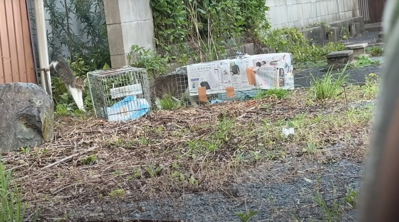 空き家の庭から姿を現すキジ白柄の子猫