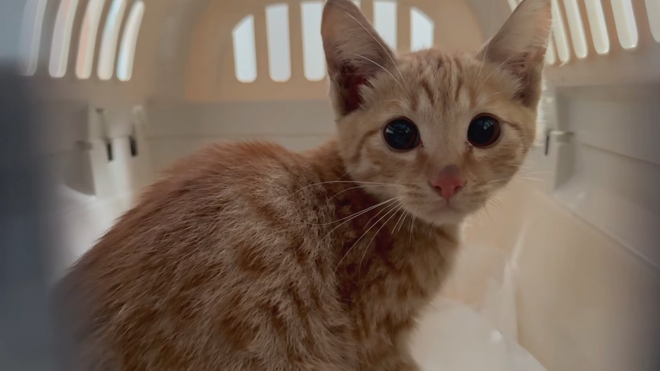 キャリーの中にいる子猫