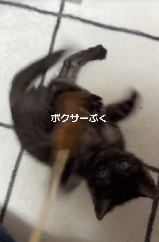 猫じゃらしで遊んでいる子猫
