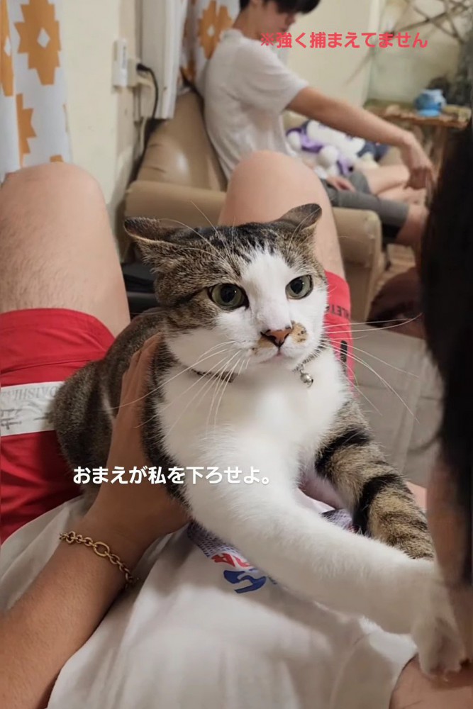 人を見つめる猫