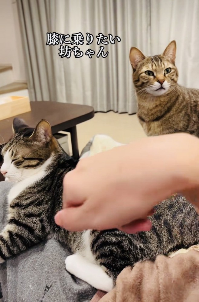 ママの膝の上でくつろぐキジ白猫と順番を待つキジトラ猫