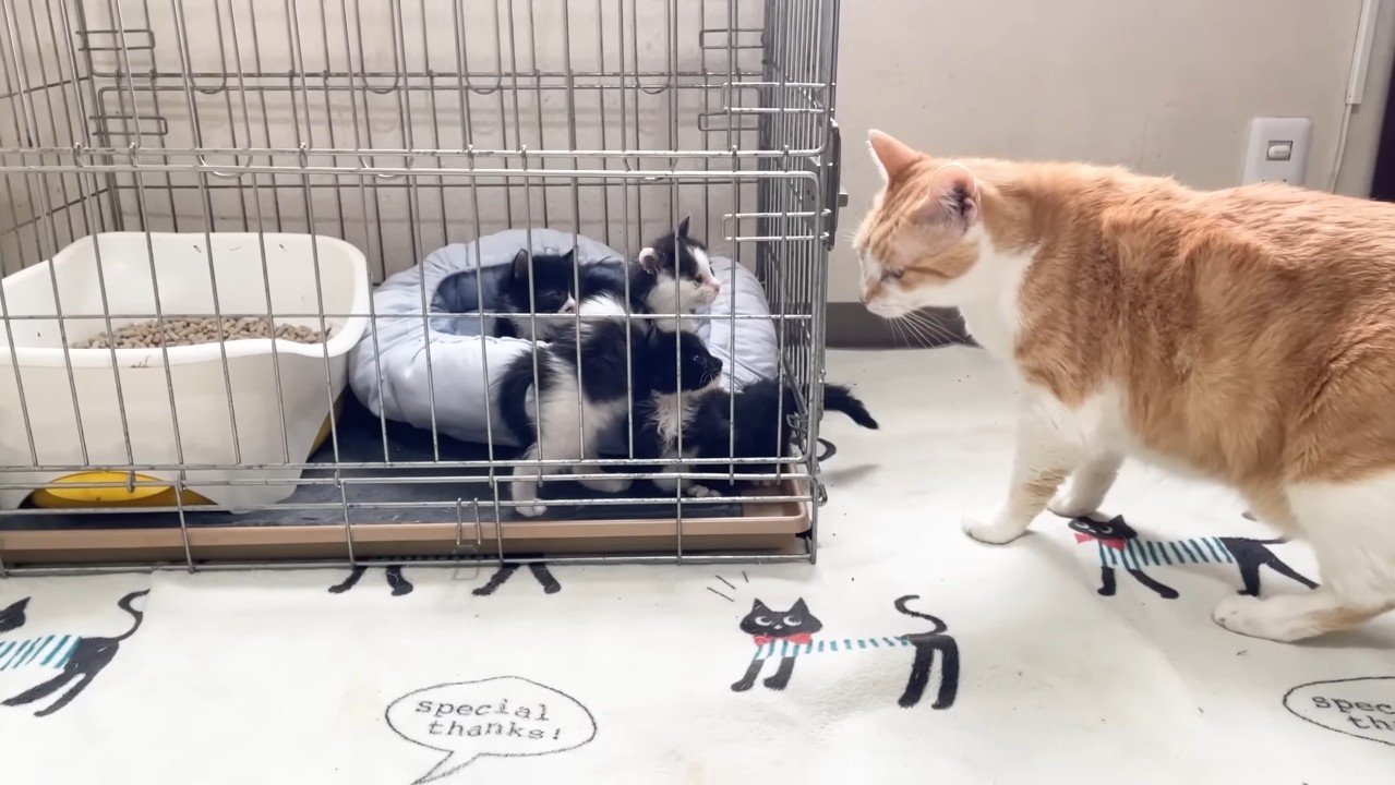 上に乗っかる子猫
