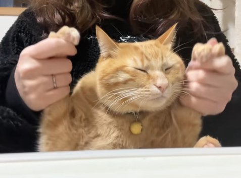 保護主に両手を持たれて目をつむっている茶トラ猫