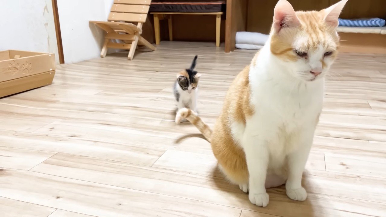 尻尾を見つめる三毛ちゃん