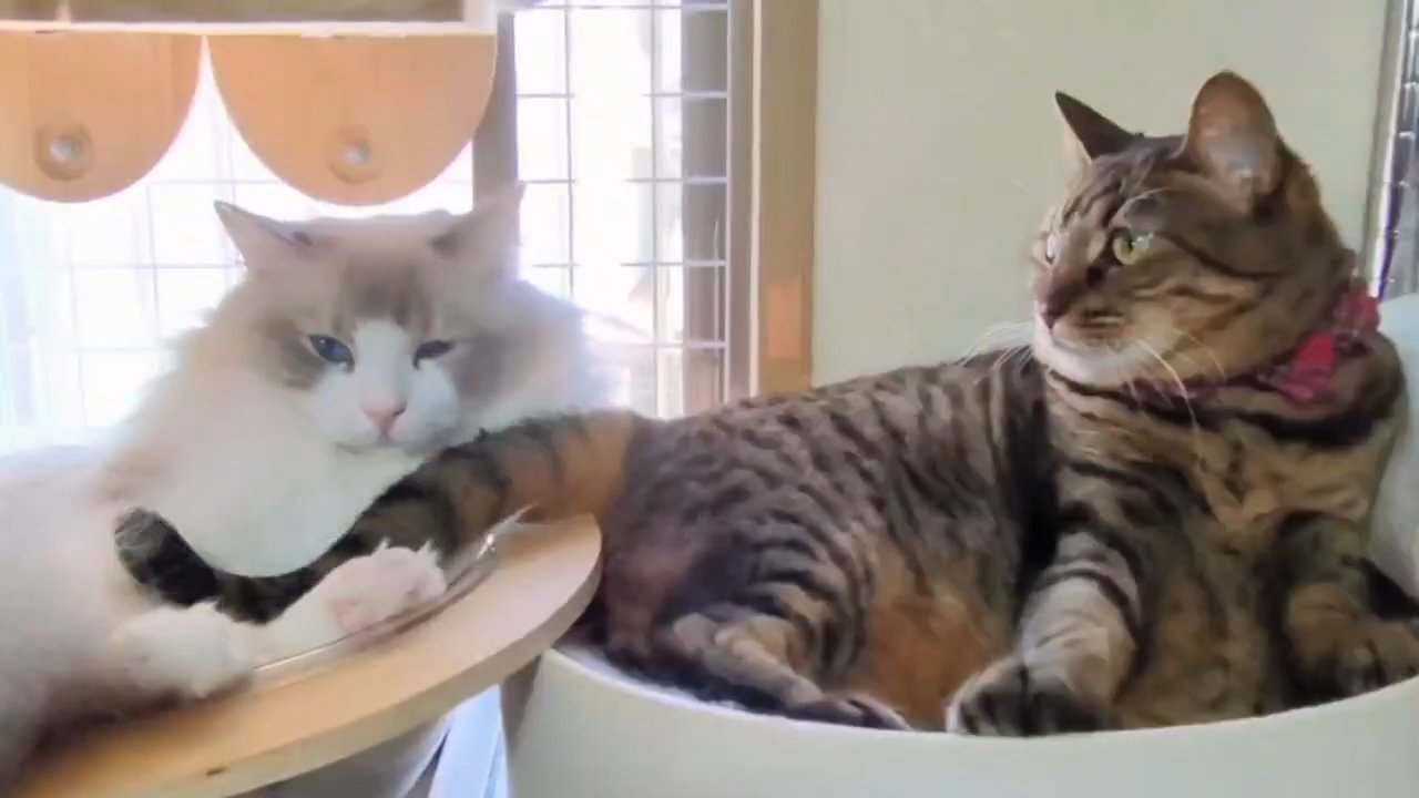 並んで過ごす2匹の猫