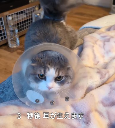 エリカラを着けた猫（3秒後耳が生えます）