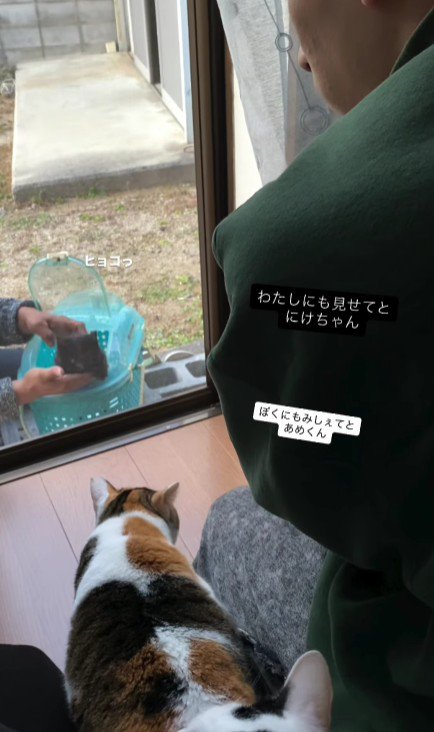 窓の外にいる猫を見に来る猫たち