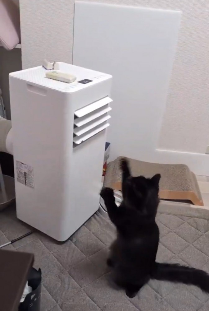 猫パンチする猫