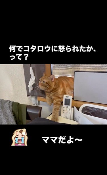 窓辺に寝そべっている猫