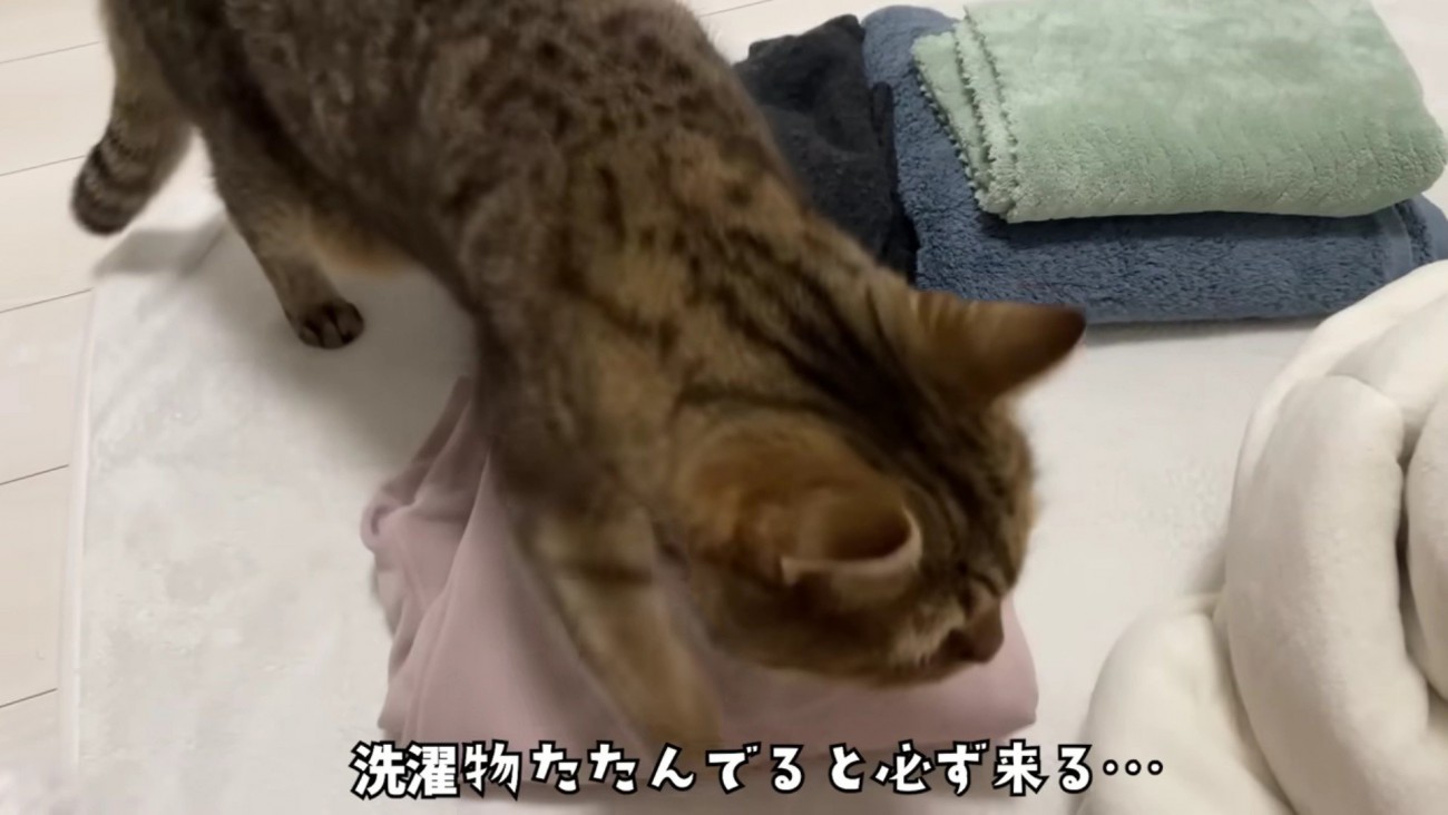 洗濯物の上に乗っかるみにらくん