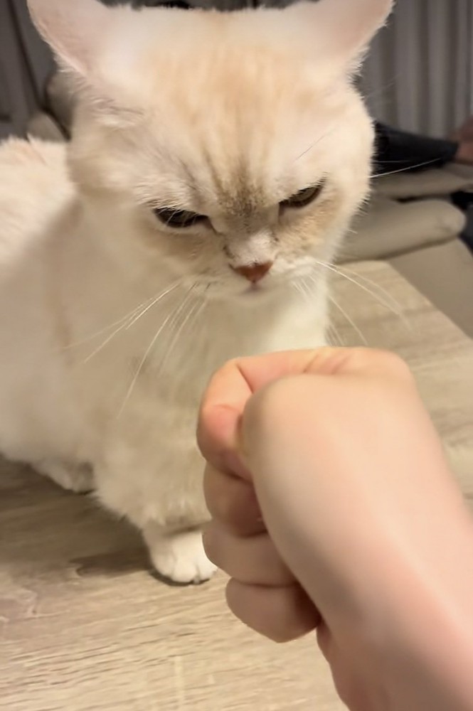 飼い主さんに怒るミヌエット