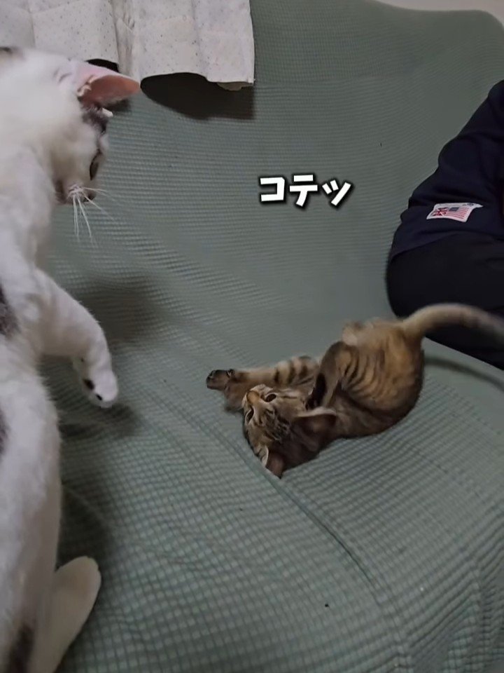 仰向けの子猫