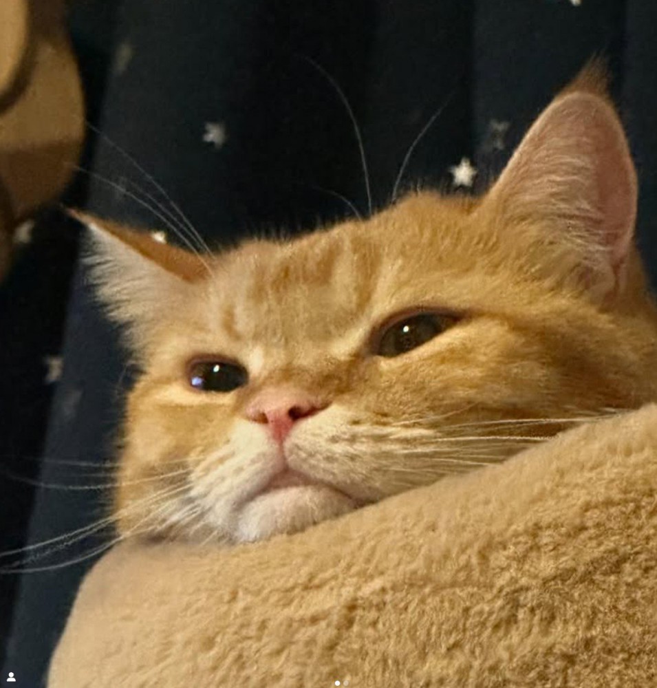 顎を乗せた顔だけの茶トラ