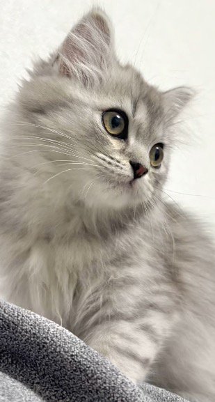 シルバータビー柄の子猫