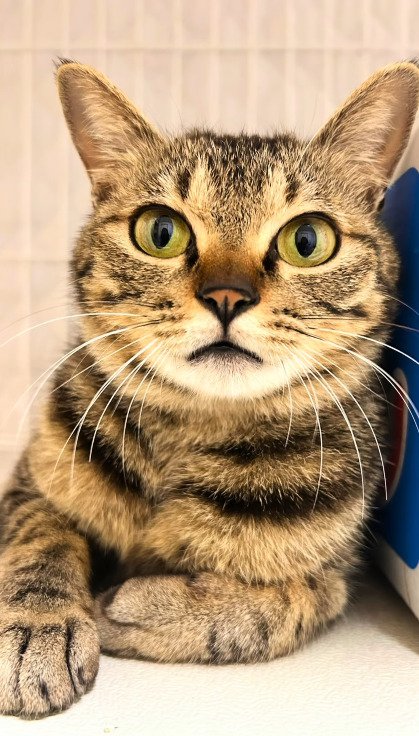 カメラを見つめるアメルちゃん