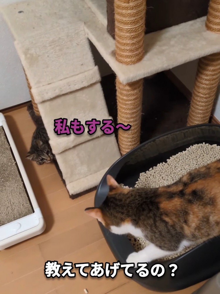 猫トイレにいる三毛猫