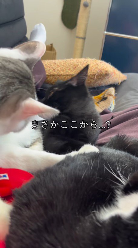 キジ白猫の体に顔を近づける黒猫