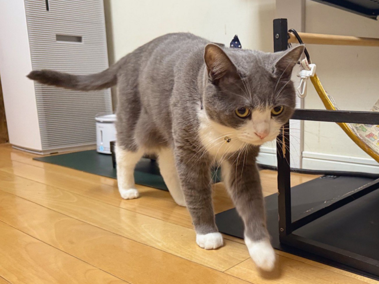 歩いている猫の様子