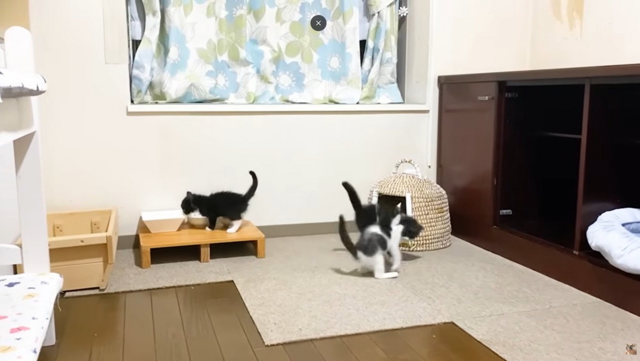 仲良く遊ぶ3匹の子猫