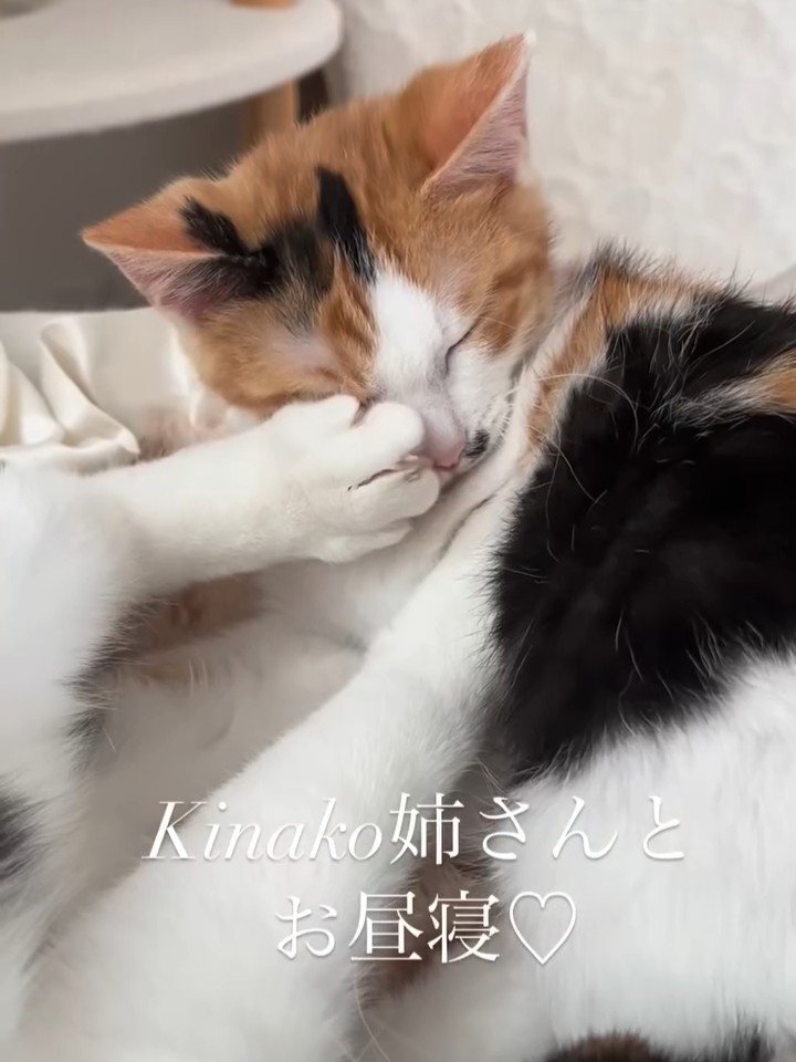 蹴られる猫