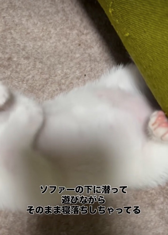 赤ちゃん猫のお腹