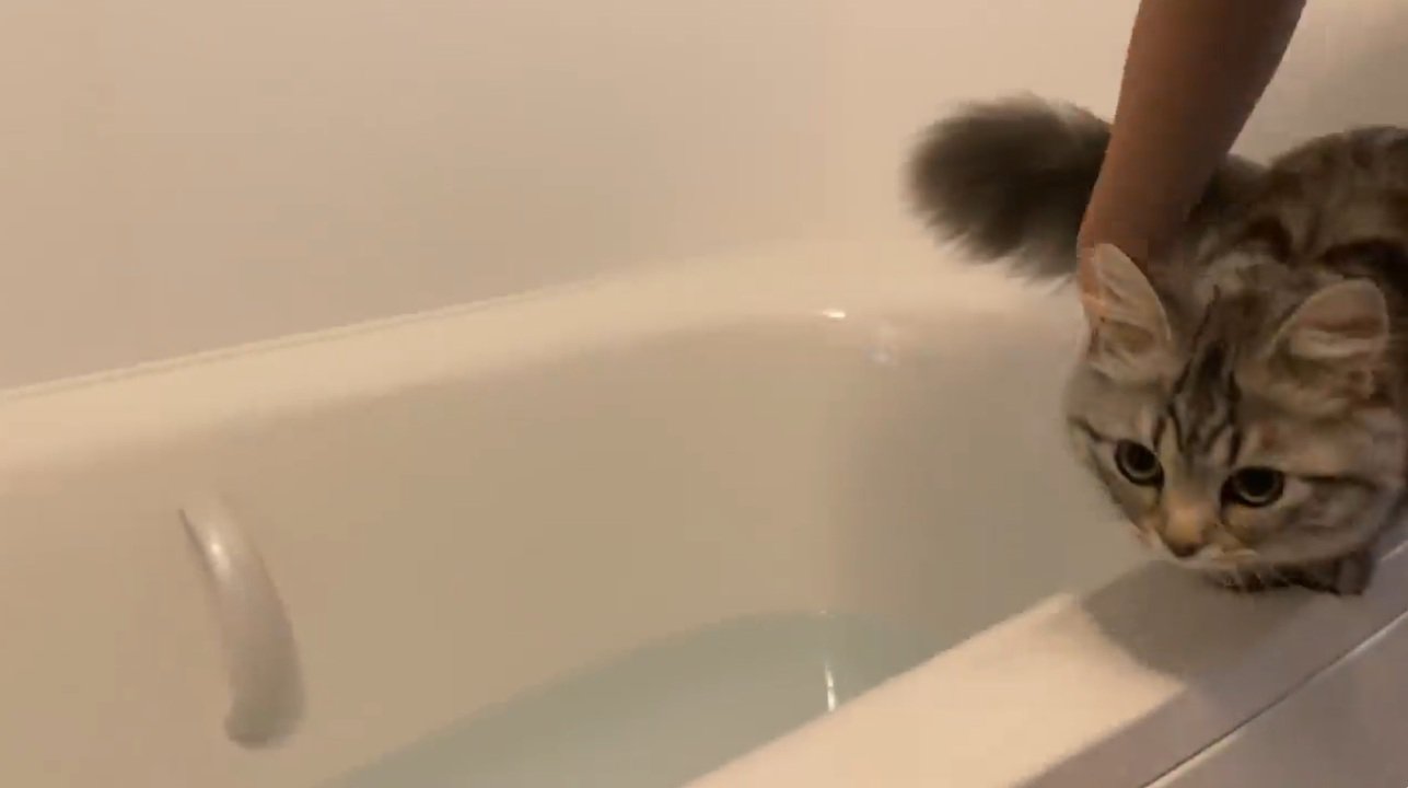 バスタブの淵にいる猫