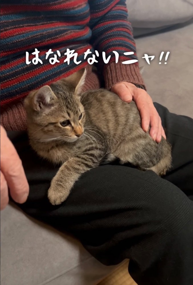 離れようとしない子猫