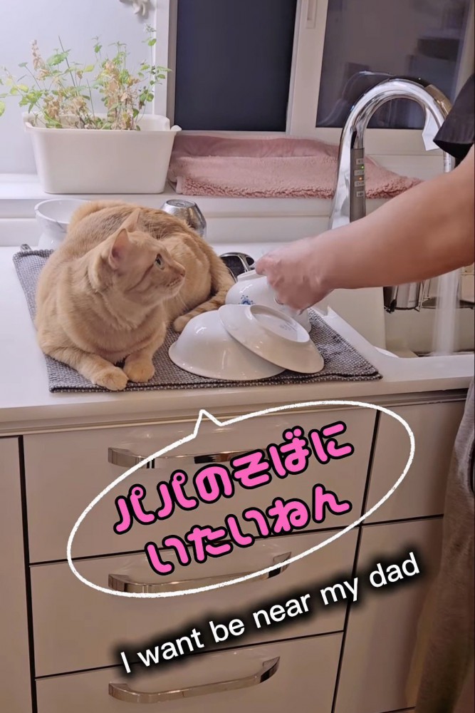 水切りマットに乗る猫