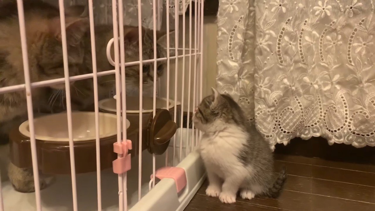 見つめ合う両者