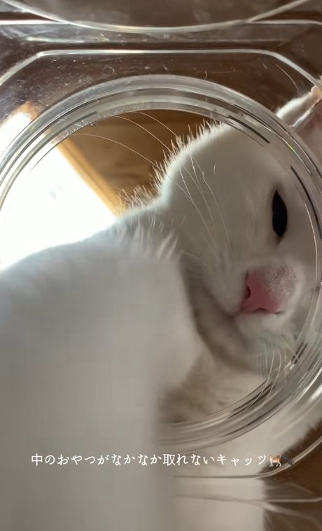 瓶の中に手を入れる白猫