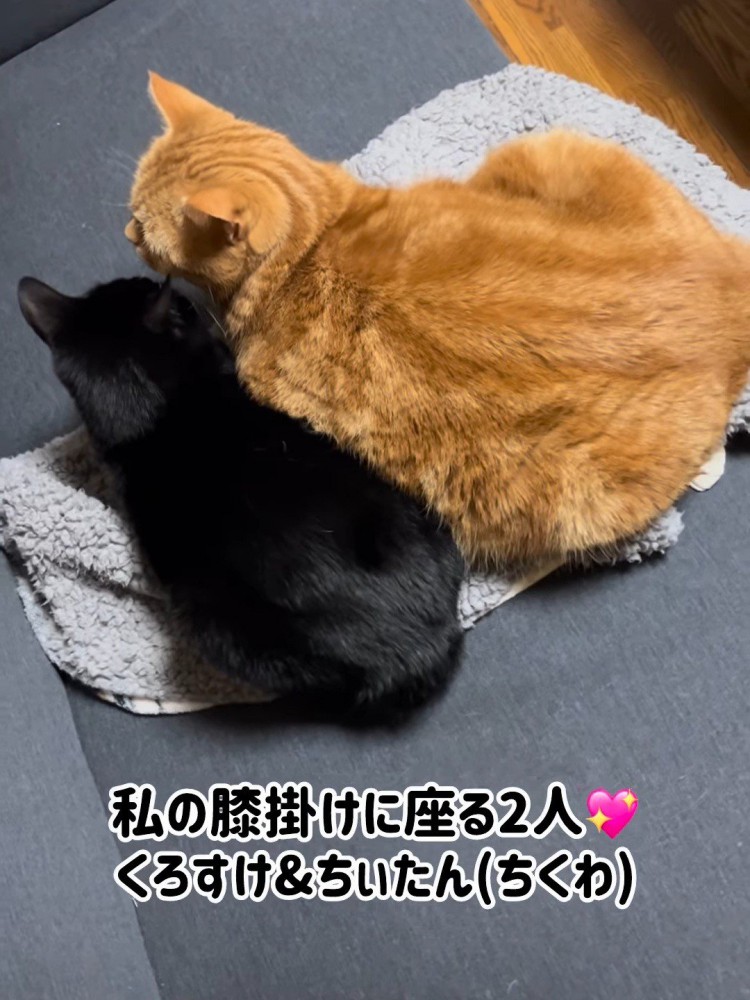 茶トラ猫と黒猫