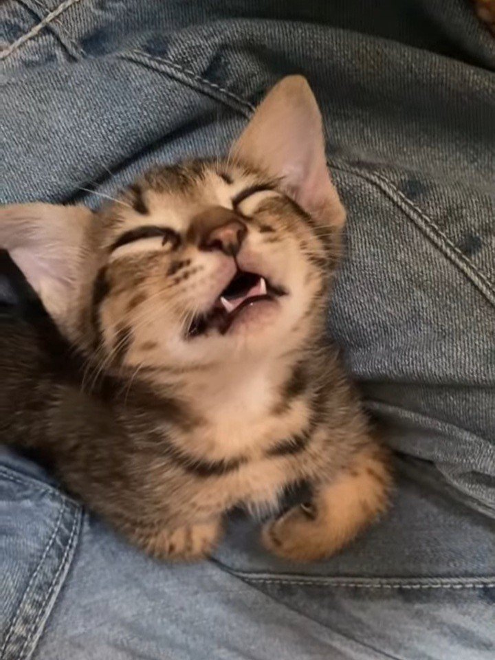 口を開けて寝る子猫