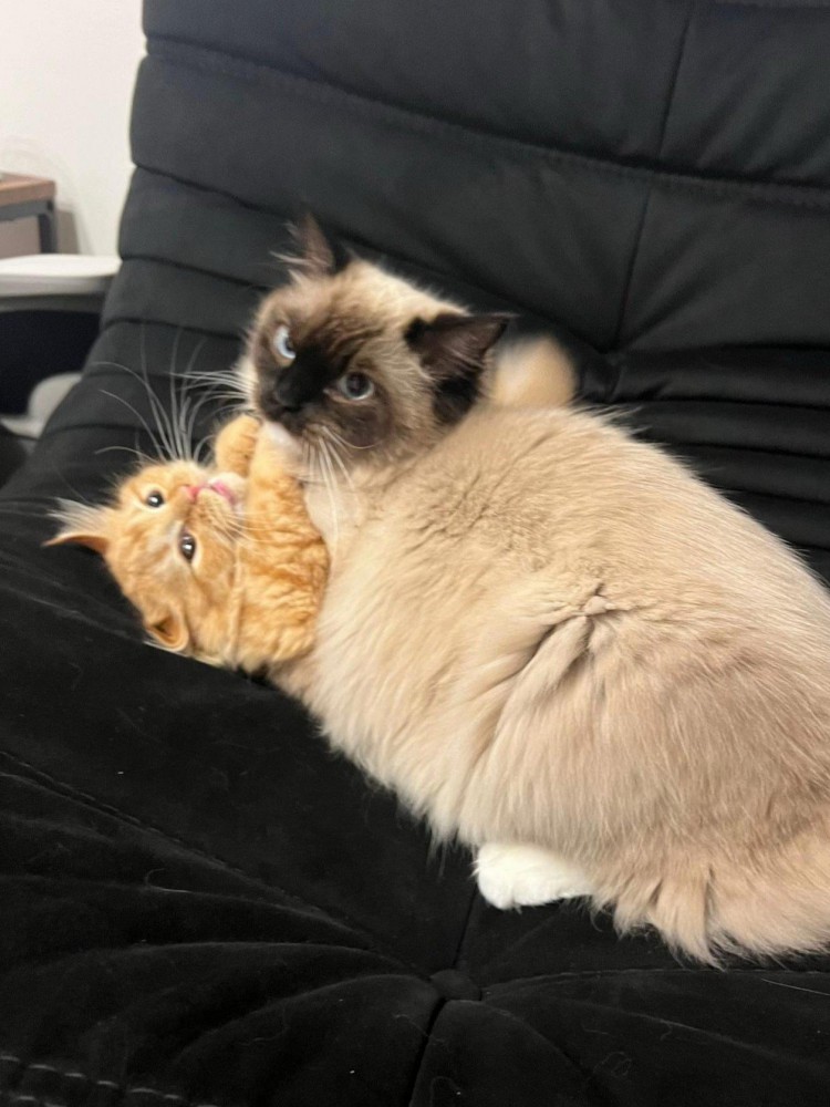 じゃれ合っている2匹の猫