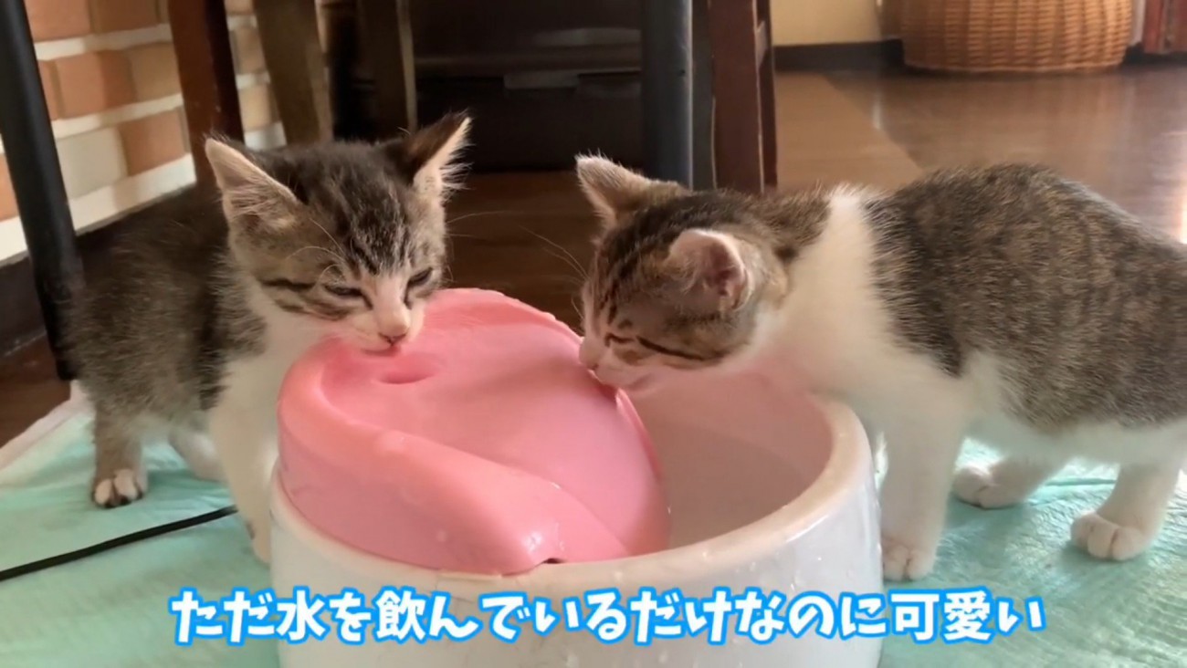 水を飲む猫
