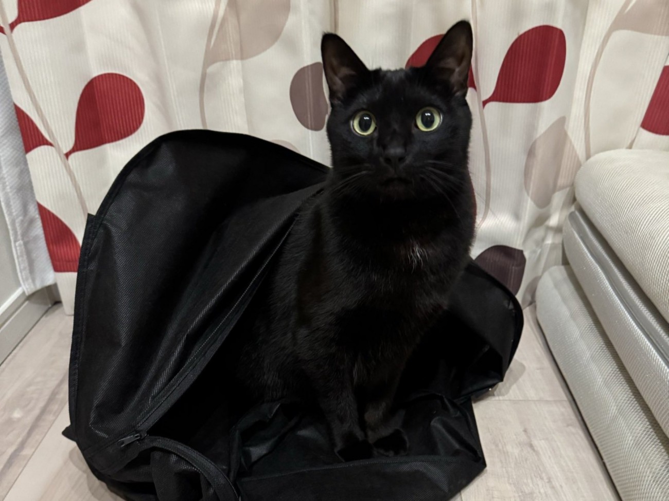 スーツカバーから出してもらった黒猫