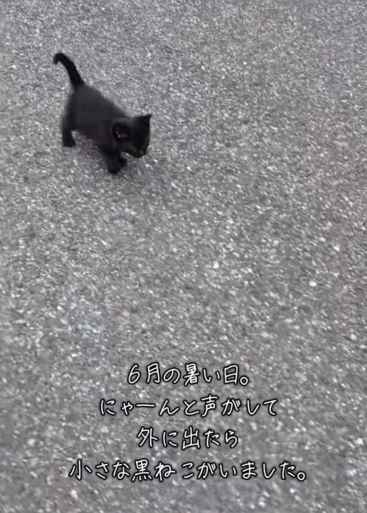 歩く黒猫