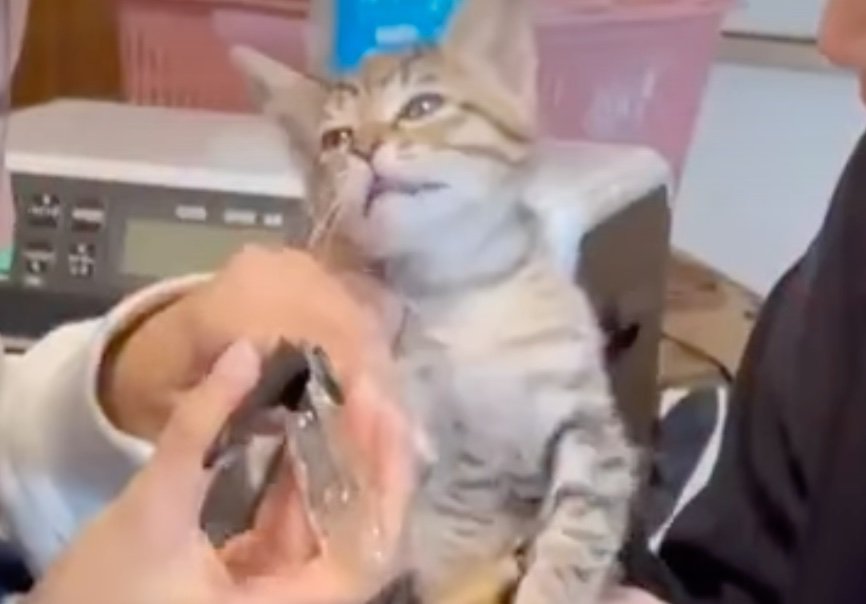 放心状態の子猫