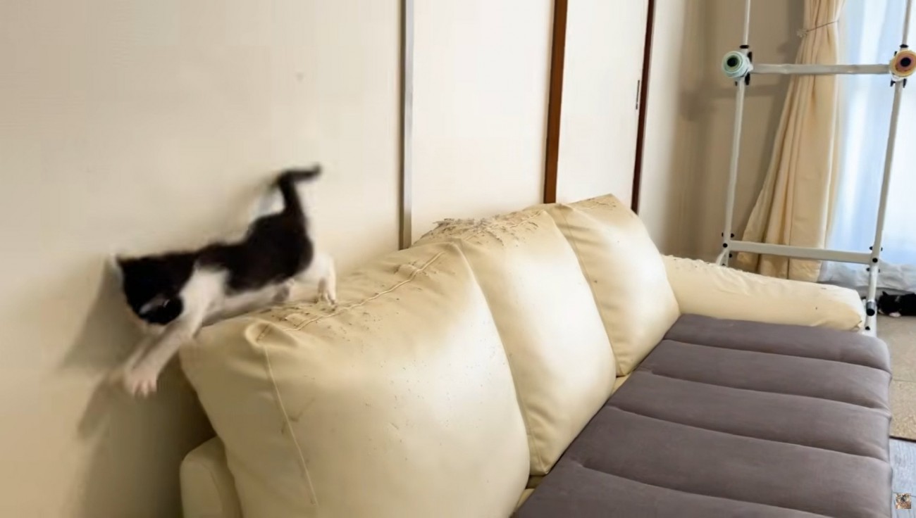 ソファの背もたれの上にいる子猫