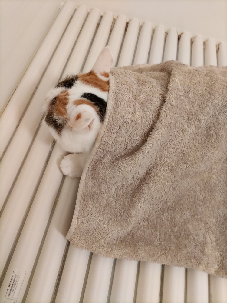 お風呂のフタの上に乗る猫