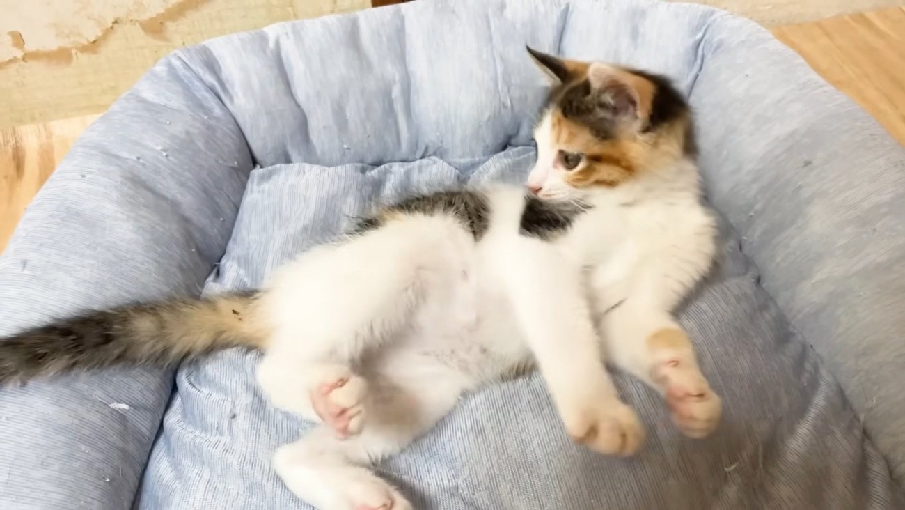 寝転んでシッポを見つめる