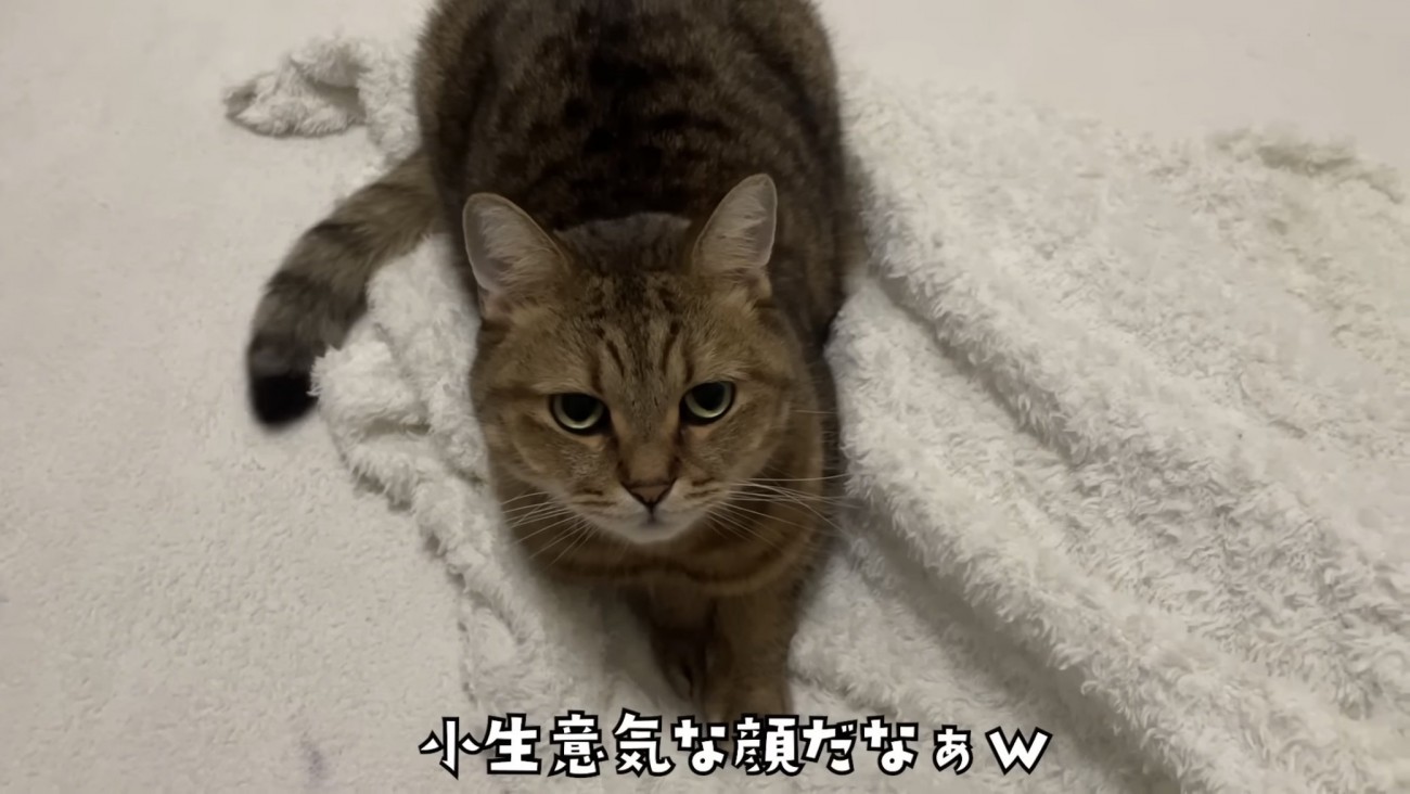 「小生意気な...」のテロップ写真