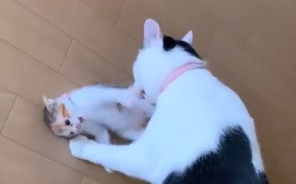 じゃれあう2匹の猫