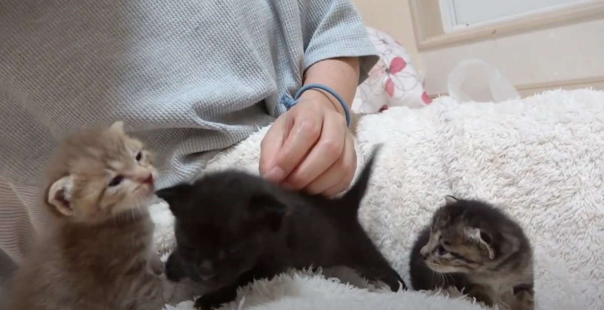 人の膝の上に子猫3匹
