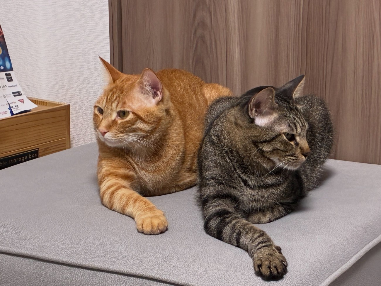 同じポーズの2匹の猫