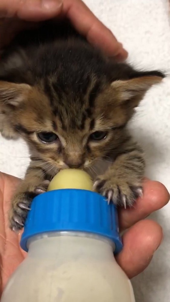 ミルクを飲む子猫