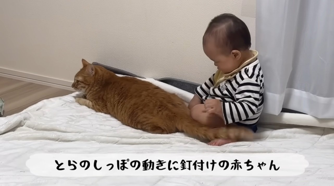 猫をなでている赤ちゃん