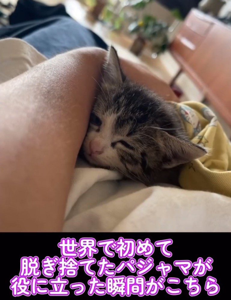 パジャマの中で眠そうな子猫