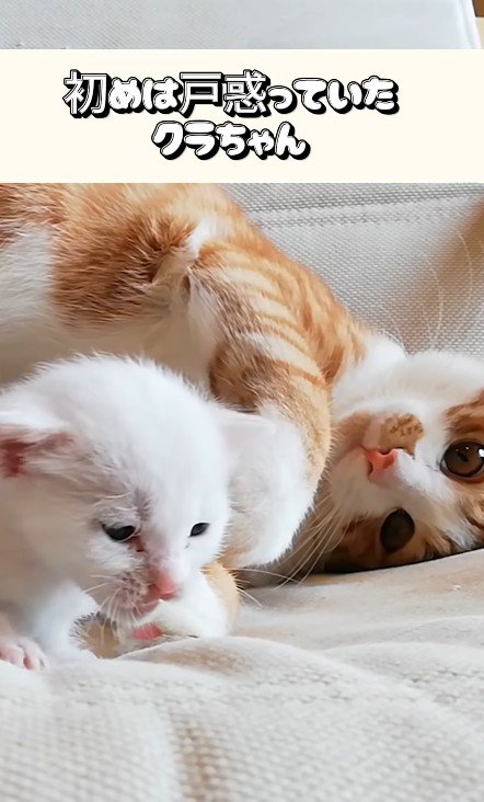 子猫を見守る猫
